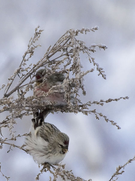 Tundraurpiainen, Arctic Redpoll, Carduelis hornemanni